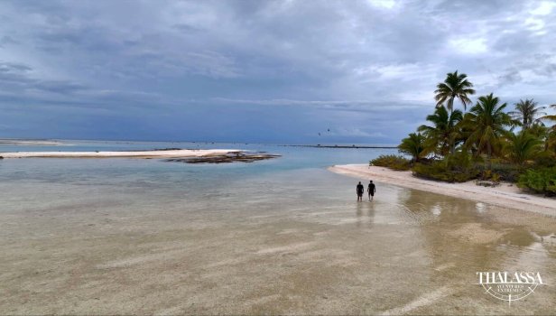 Polynésie, le paradis des requins