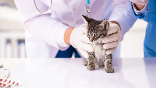 Chiens et chats sans collier