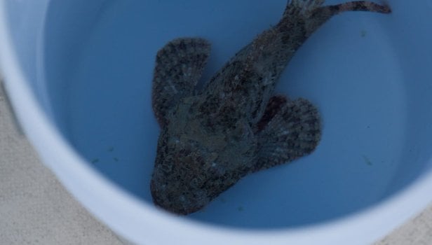 Poisson scorpion