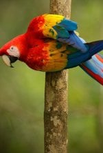 Beauval, au plus près des animaux