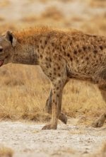 Beauval, au plus près des animaux