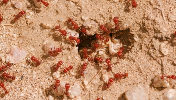 Scorpions et poisson lion