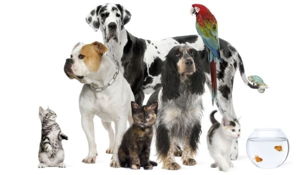 Chiens et chats sans collier