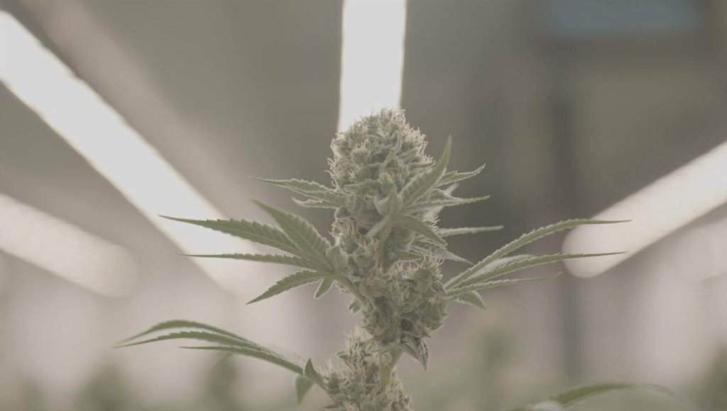 Cannabis : une enquête de Mathieu Kassovitz et Antoine Robin