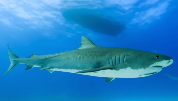 Bahamas, le royaume des requins