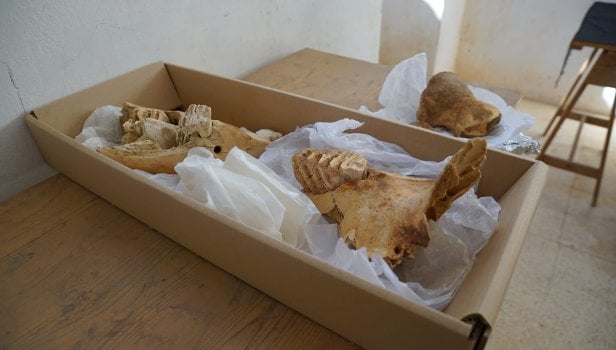 Animaux sacrés de l'Egypte ancienne