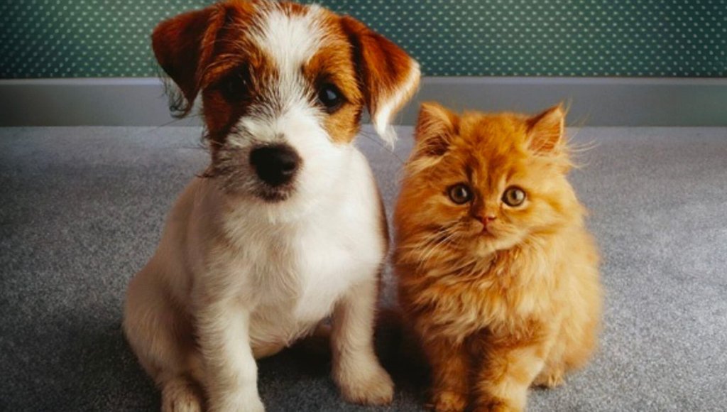 Chiens et chats sans collier Saison 5